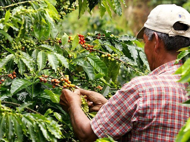 Các giai đoạn sinh trưởng của cây cà phê