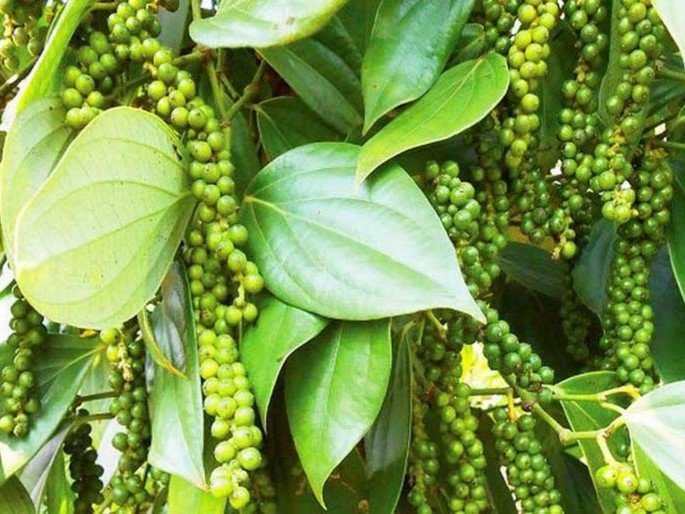 Các giai đoạn sinh trưởng của cây hồ tiêu