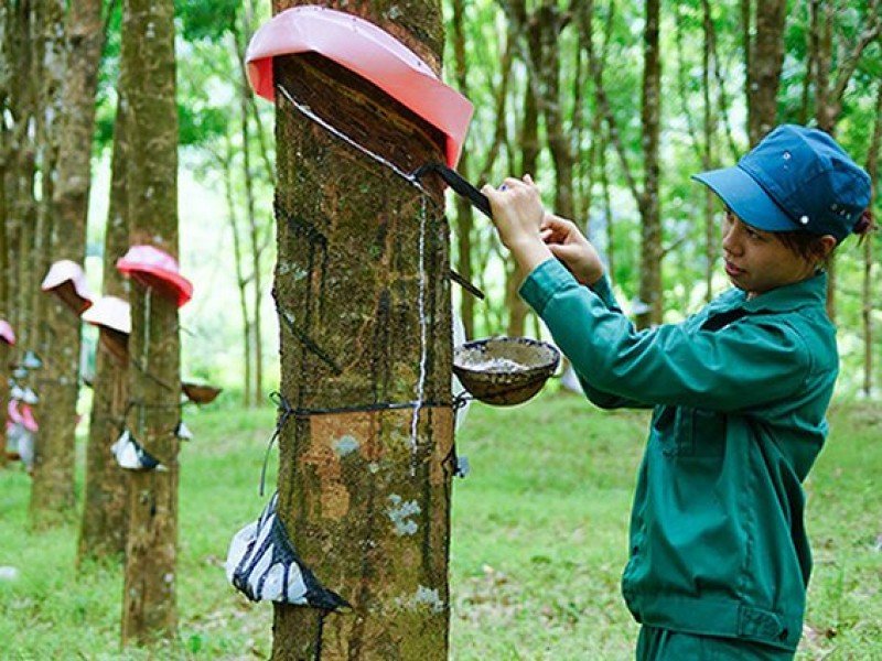 Các giai đoạn sinh trưởng của cây cao su