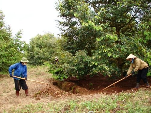 kỹ thuật bón phân cho cây sầu riêng sau khi thu hoạch