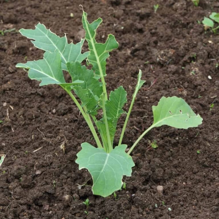 Tác hại của sên trần (slug) trên các loại rau và cây non – Nông nghiệp AVN