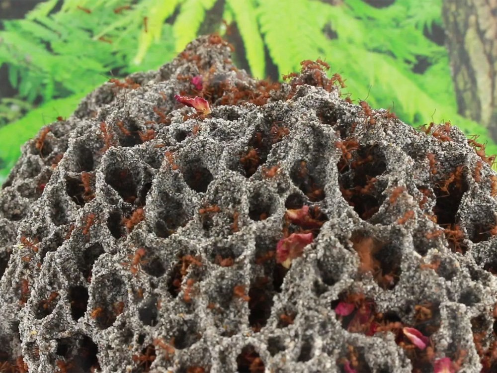 Diệt kiến cho các vườn cây