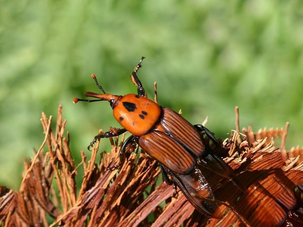 Vòng đời của đuông dừa