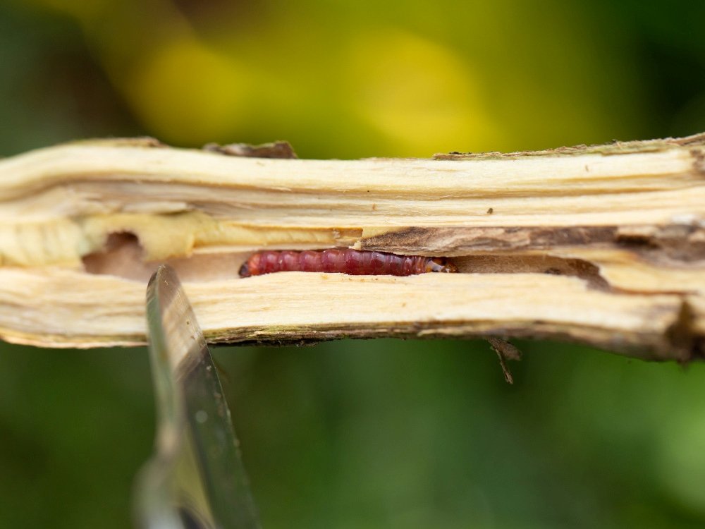 Sâu đục thân cà phê màu hồng