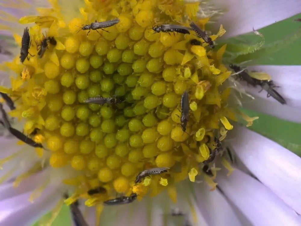 Vì sao bọ trĩ nhanh kháng thuốc