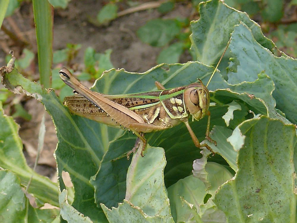 Phòng trừ dịch hại châu chấu Mỹ