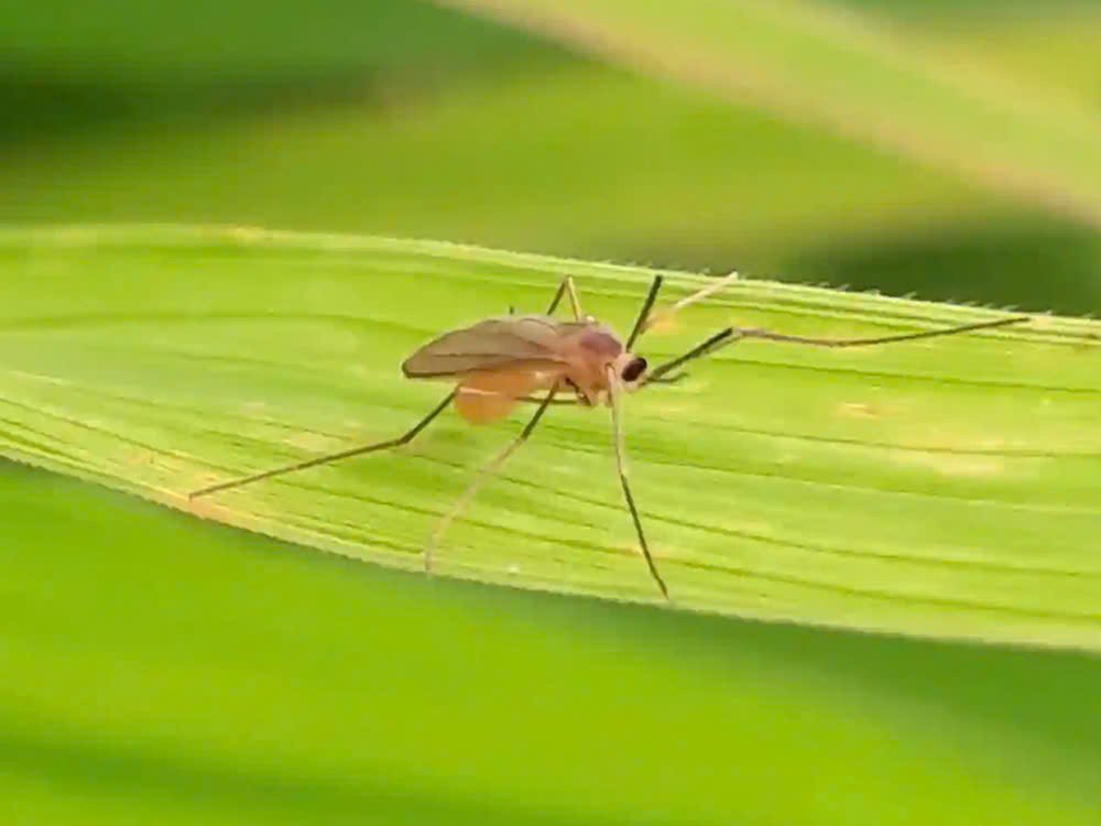 biện pháp kiểm soát và phòng ngừa muỗi hành