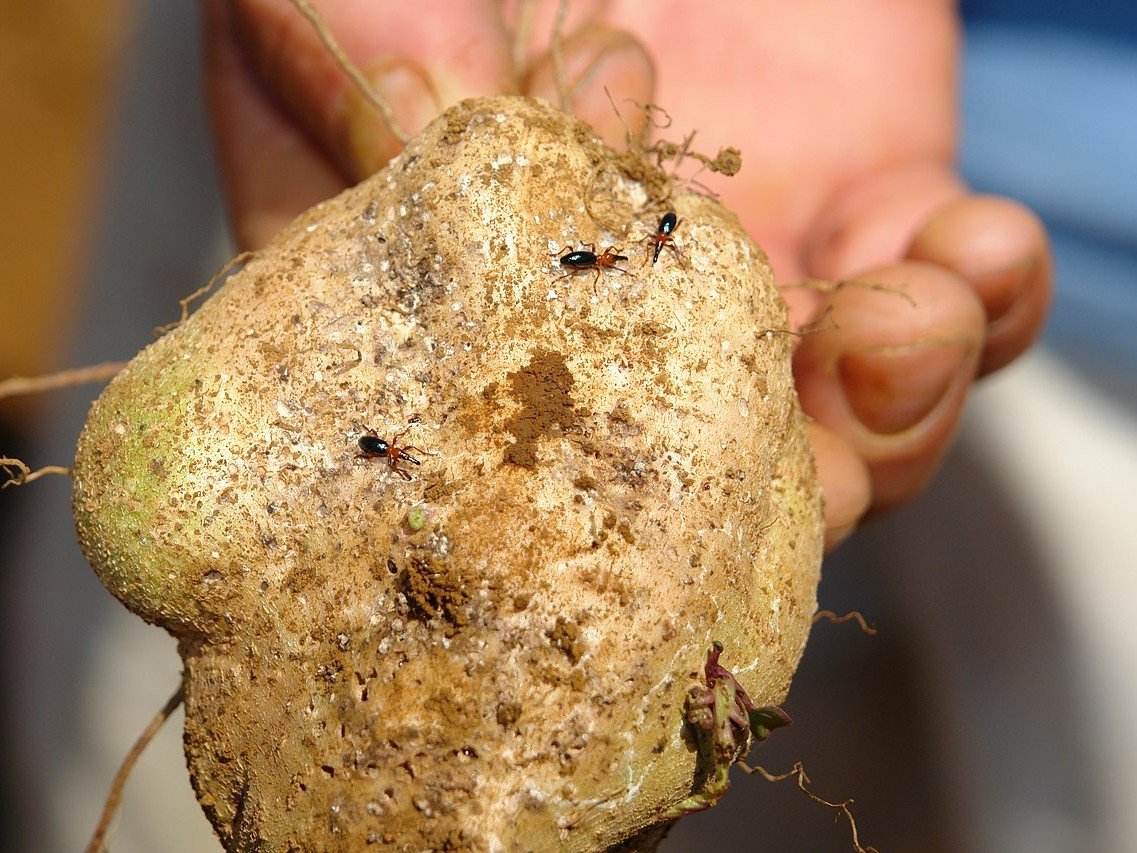 Quá trình sinh trưởng và gây hại của bọ hà trên khoai lang