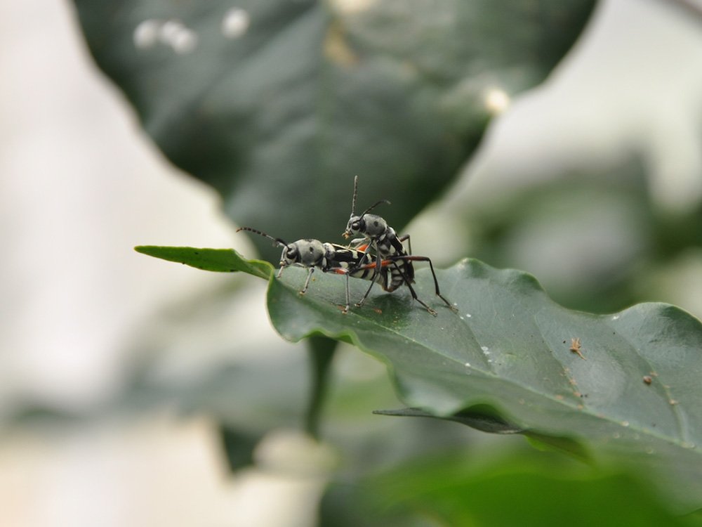 sâu đục thân mình trắng