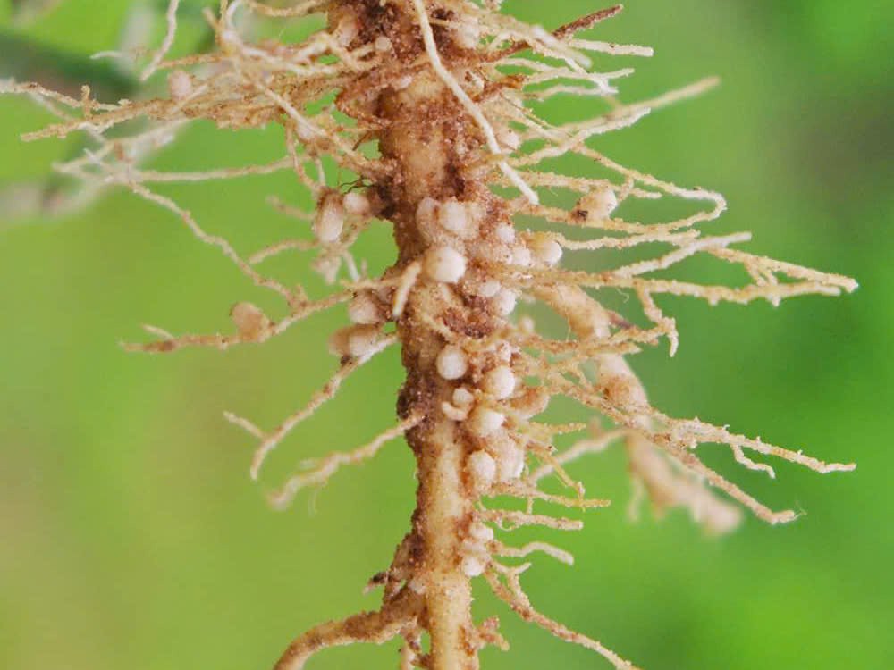 Bệnh tuyến trùng rễ