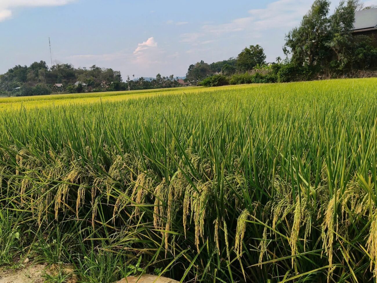 Biện pháp cải thiện năng suất lúa