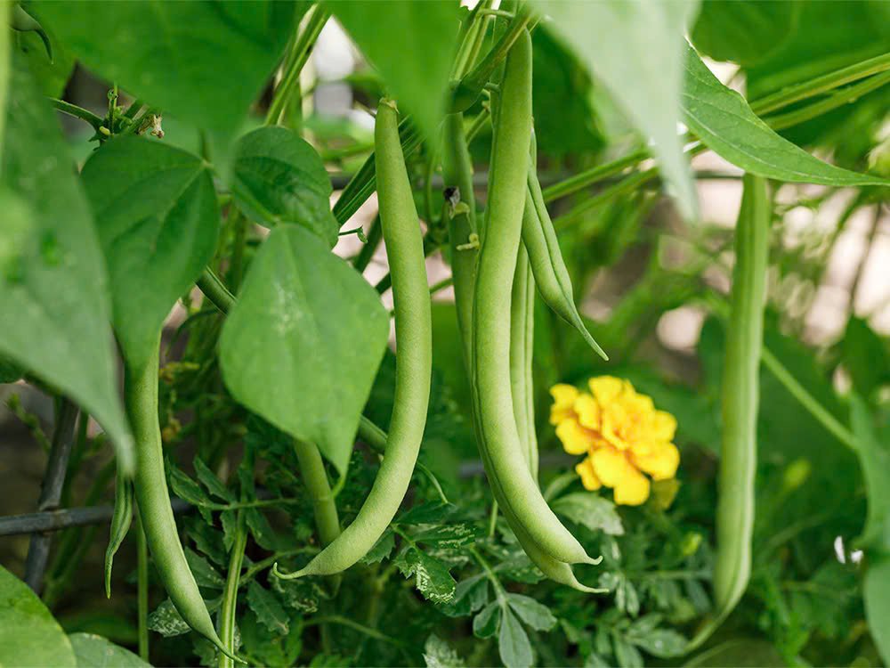 Cách trồng đậu cô ve