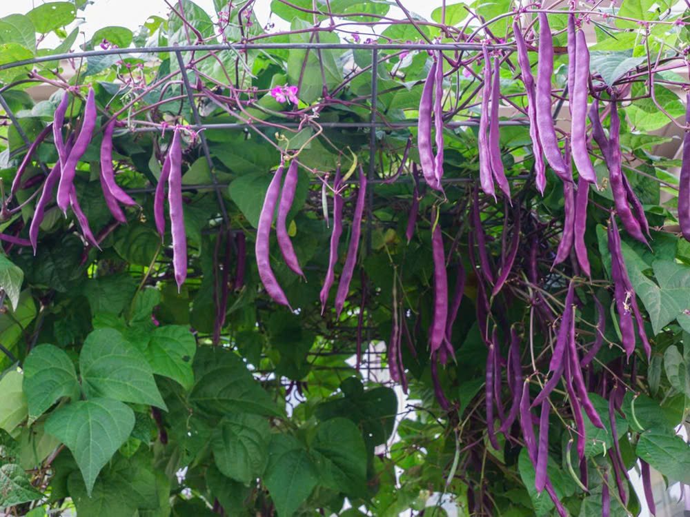 Đậu cove leo giàn tím