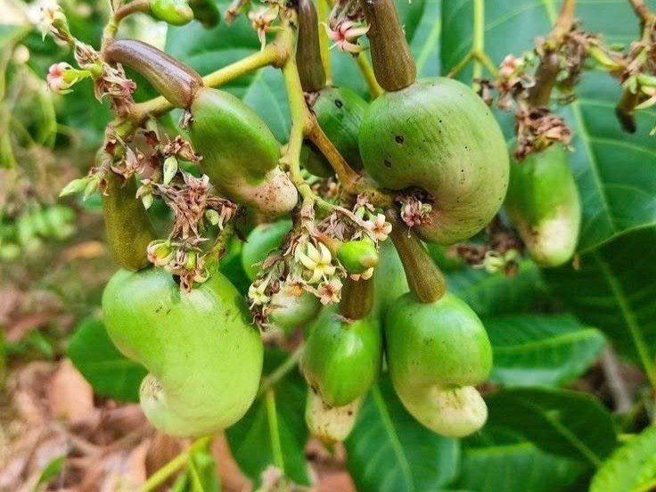 Giải pháp giúp điều ra hoa đậu quả hàng loạt