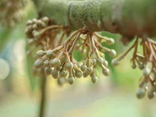 kỹ thuật chăm sóc sầu riêng giai đoạn ra hoa đậu quả