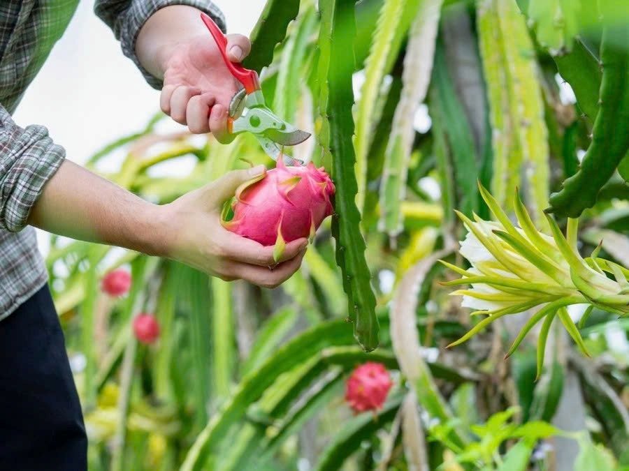 kỹ thuật trồng và chăm sóc thanh long