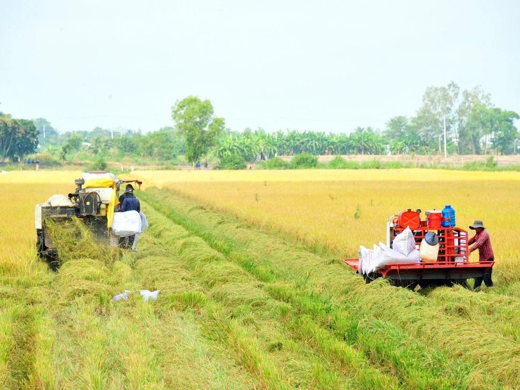 Kỹ thuật xử lý rơm rạ