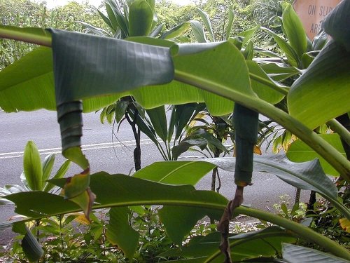 Sâu cuốn lá chuối