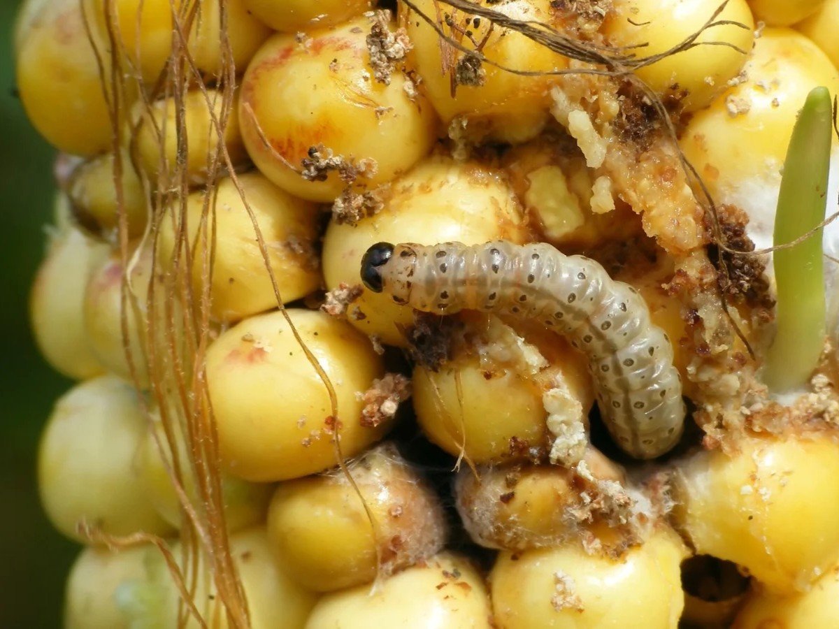 Sâu đục bắp ngô