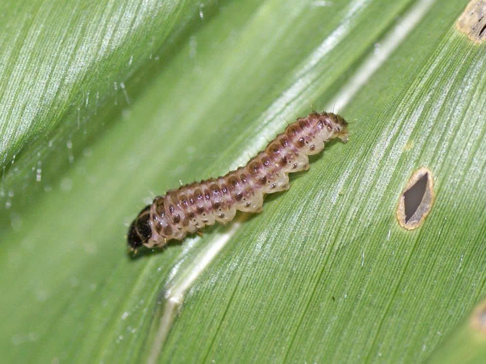 Sâu đục thân đốm Chilo partellus