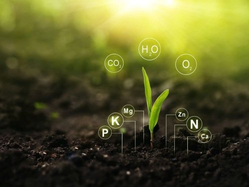 Các yếu tố dinh dưỡng cho cây non