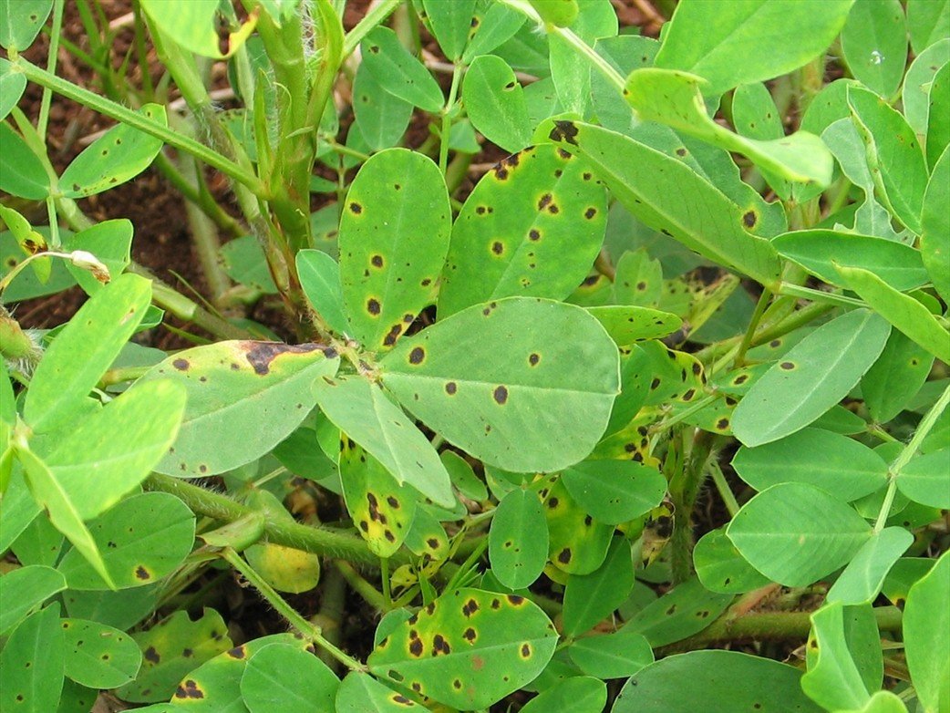 Bệnh đốm nâu trên cây lạc