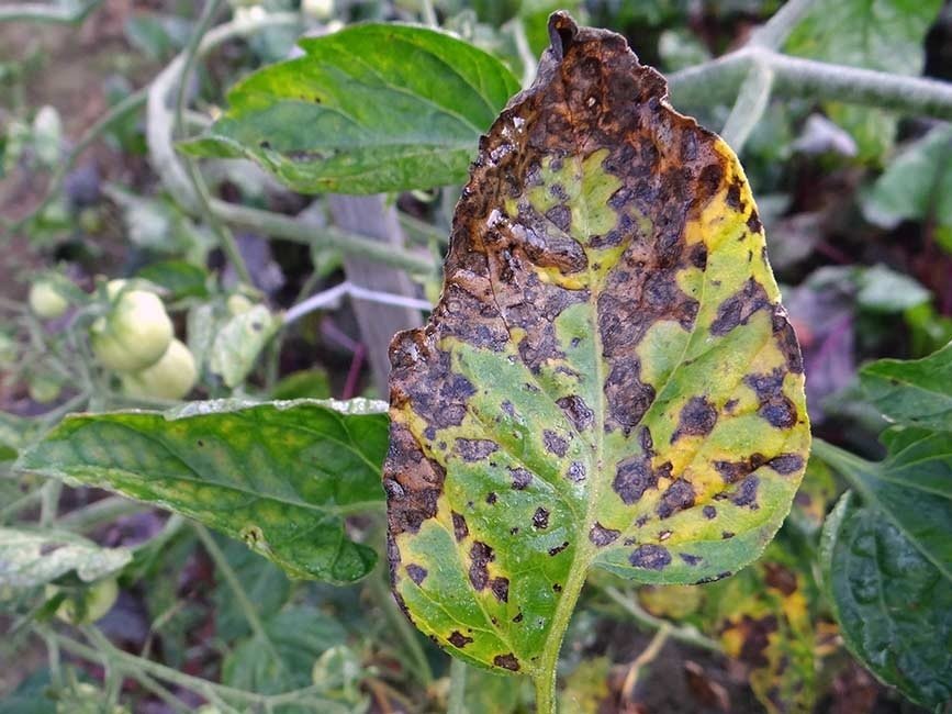 Bệnh đốm vòng trên cà chua