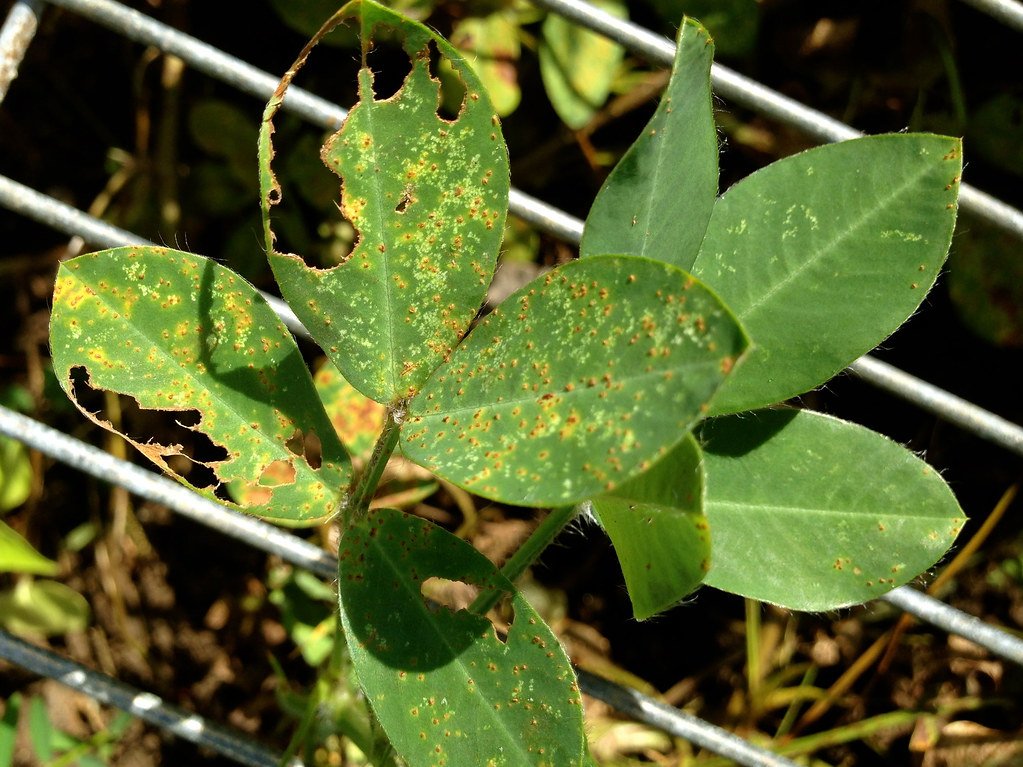 Bệnh gỉ sắt trên cây lạc