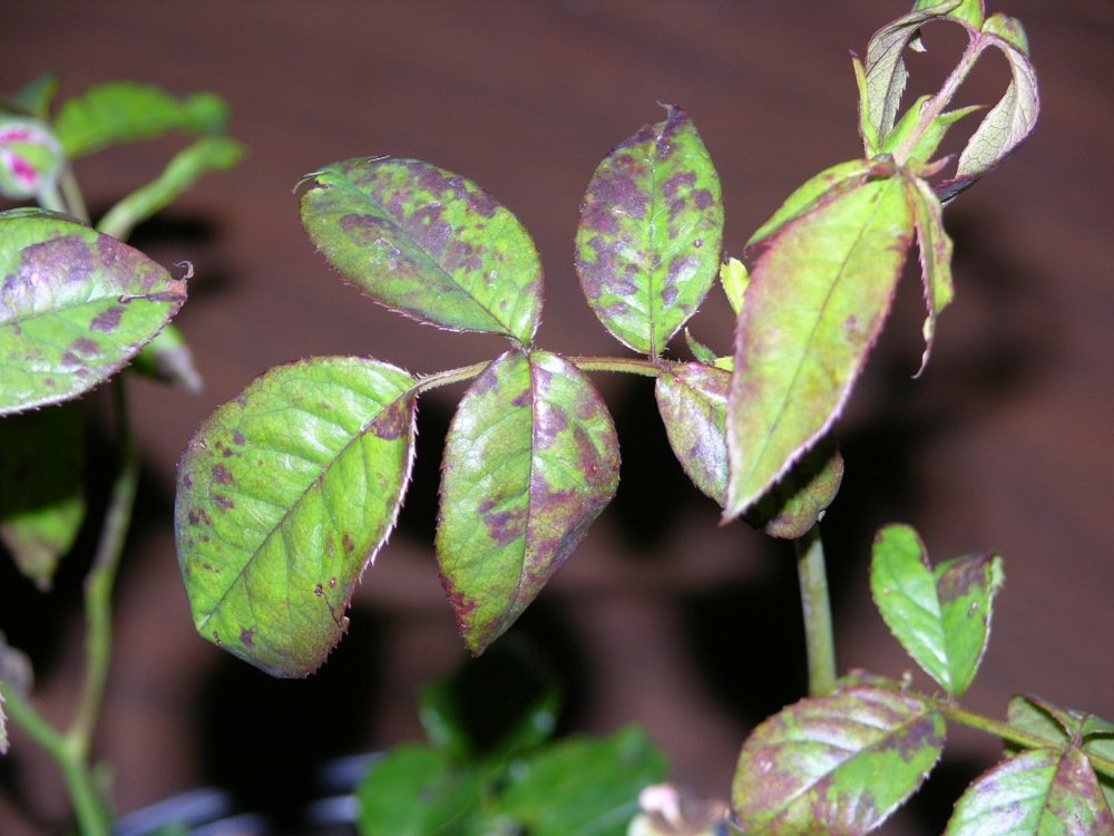 Bệnh sương mai trên hoa hồng