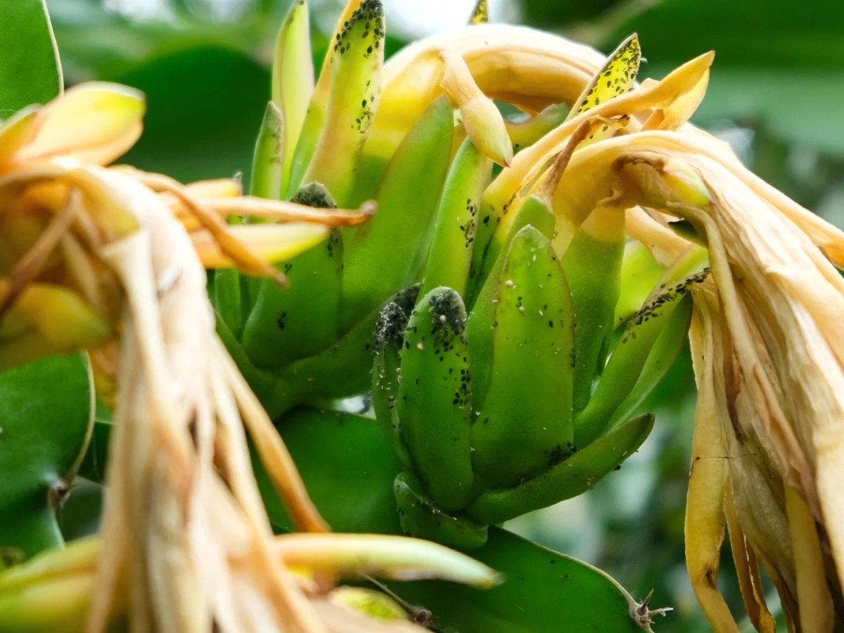 Bọ trĩ gây hại trên thanh long