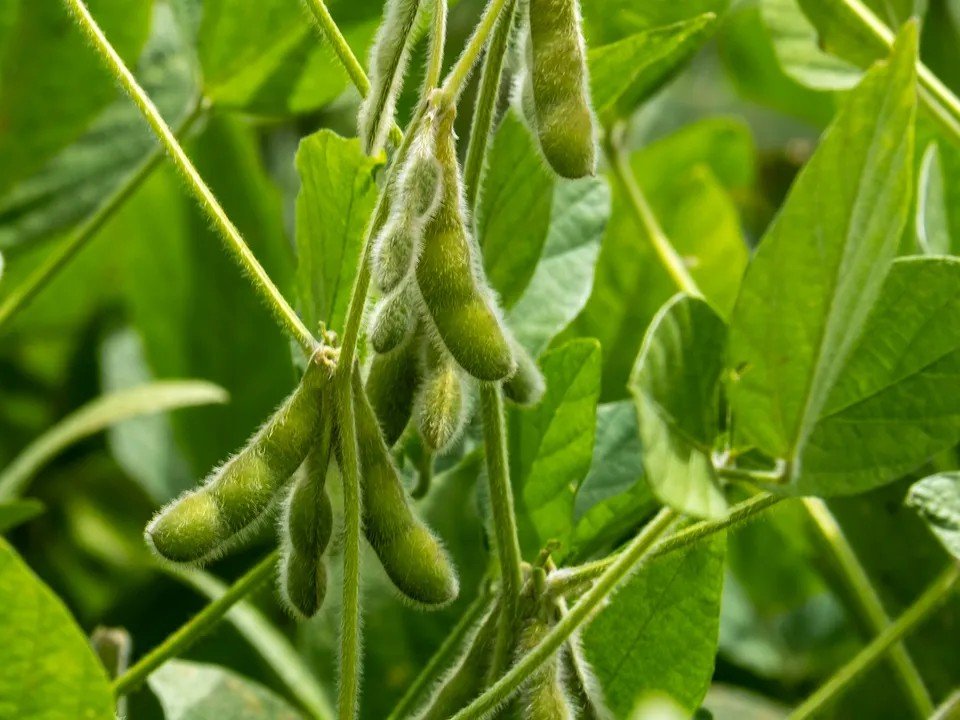 Cách trồng đậu tương