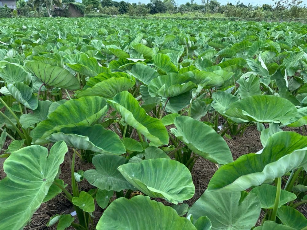 Cách trồng khoai môn