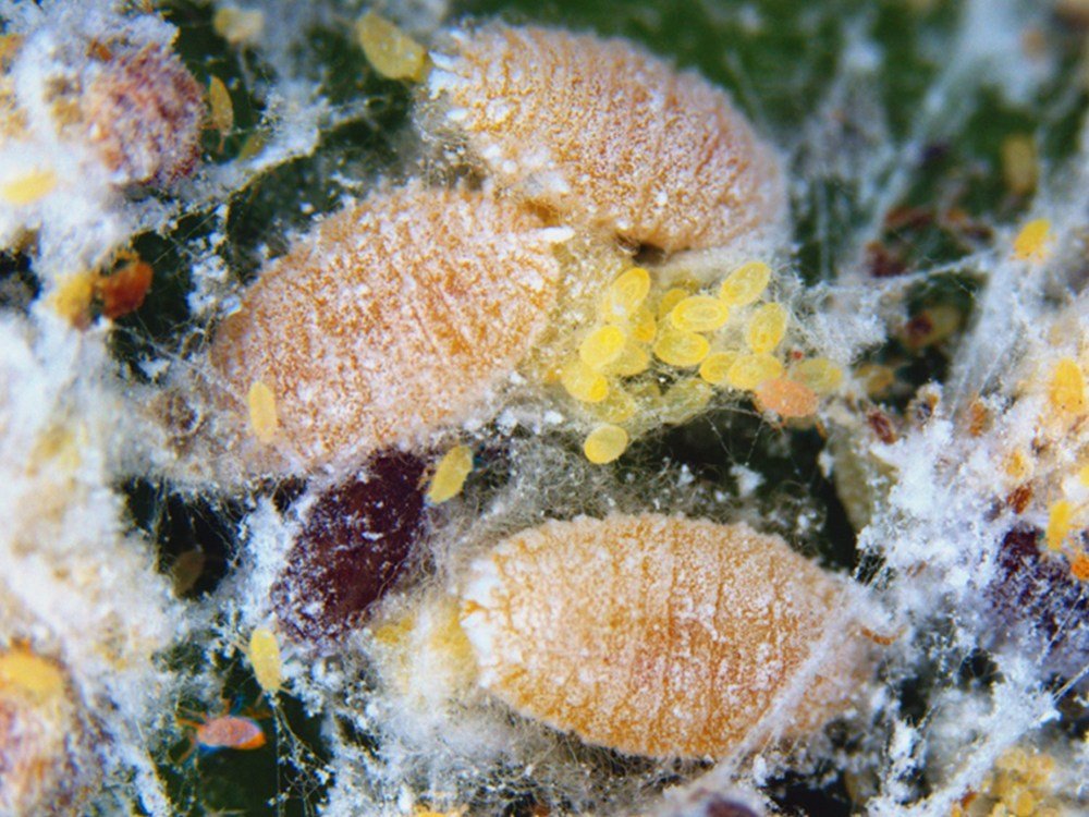 Rệp sáp bột hồng