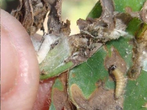 Sâu cuốn lá đầu đen