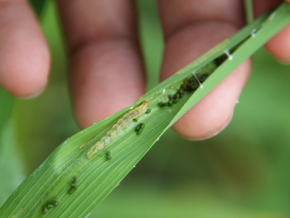 Sâu cuốn lá nhỏ