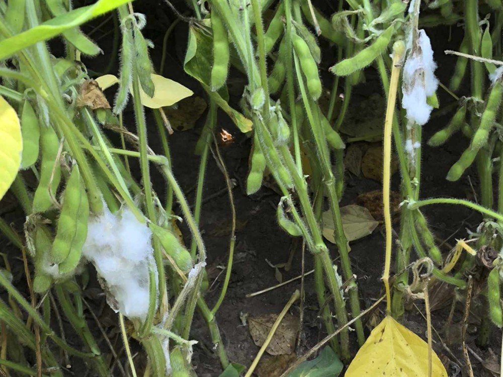 Bệnh mốc xám hại đậu tương