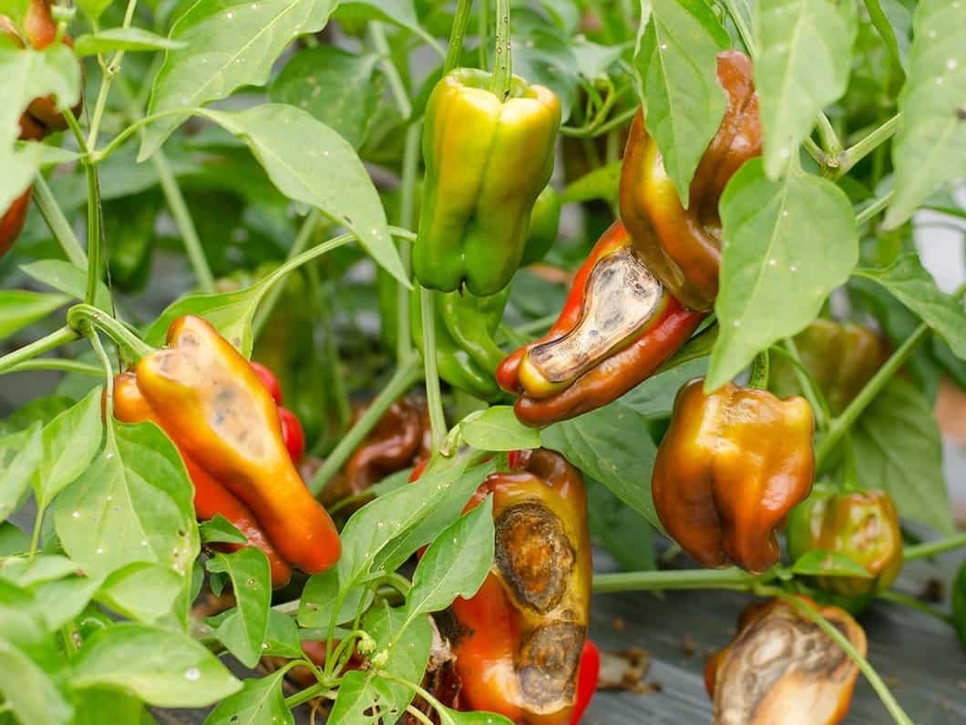 Bệnh thán thư trên cây ớt