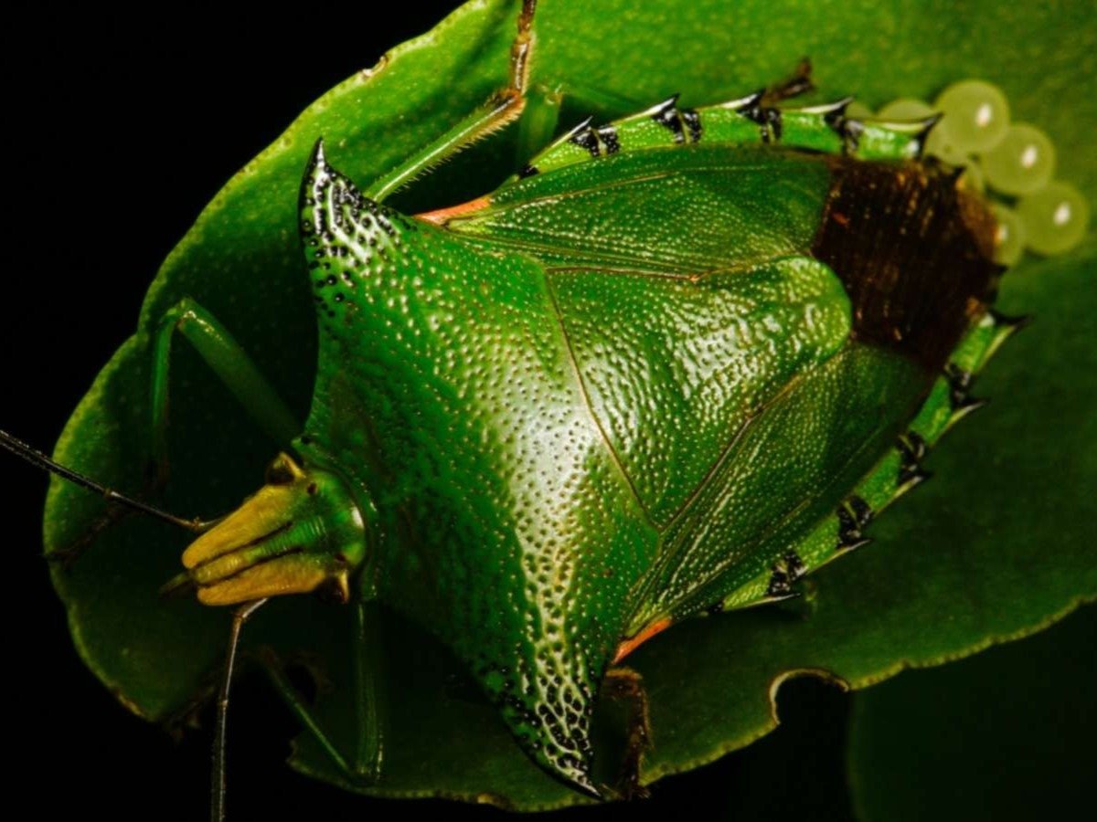 Bọ xít hại thanh long