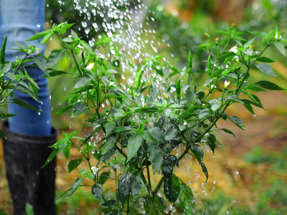 chăm sóc cho cây ớt