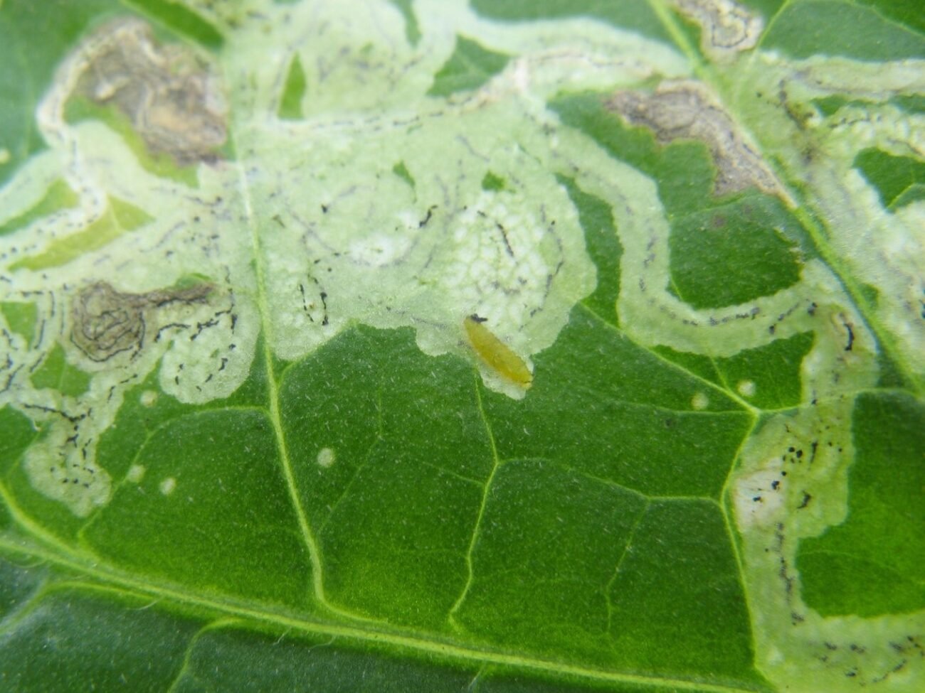 Dòi đục lá hại đậu tương