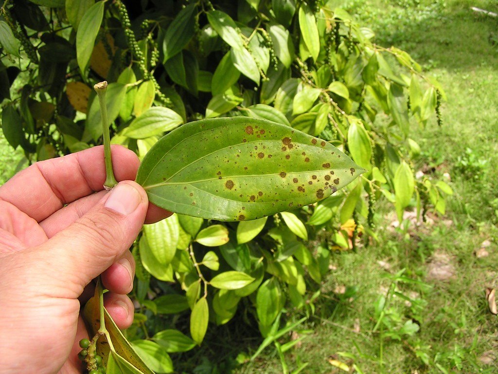 Bệnh đốm rong hại hồ tiêu