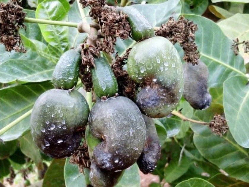nguyên nhân gây bệnh thán thư hại điều