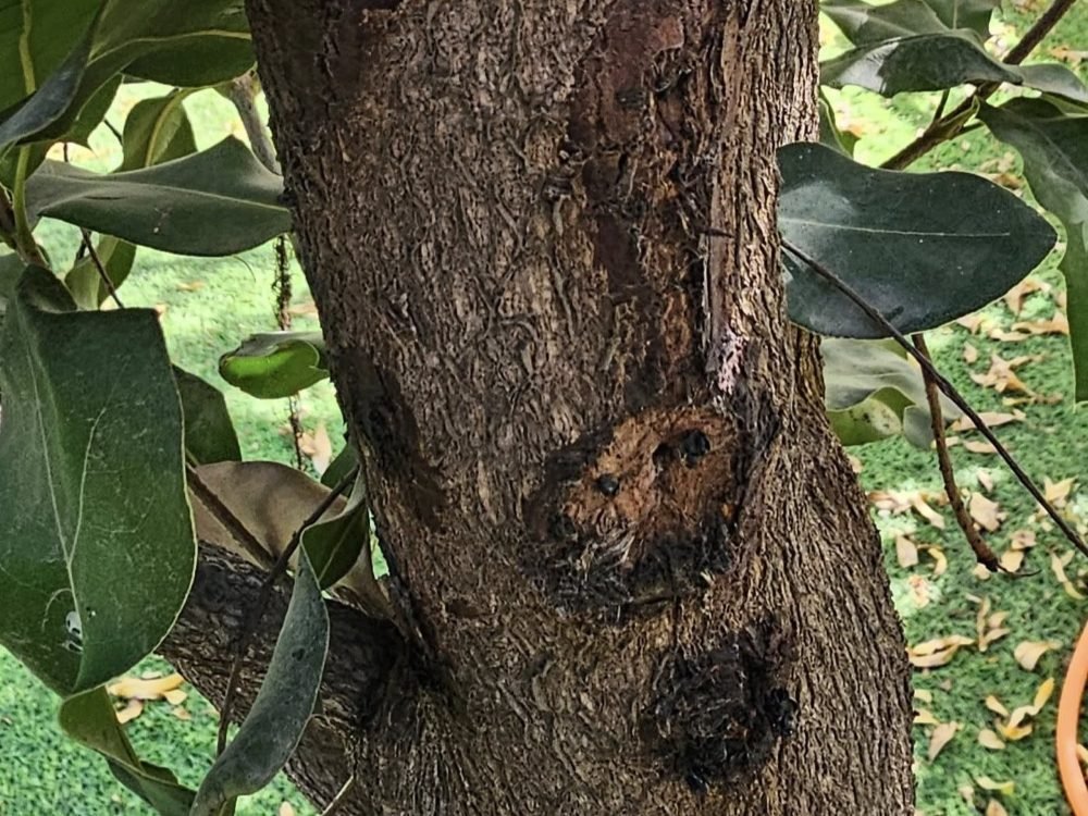 Bệnh xì mủ hại mắc ca