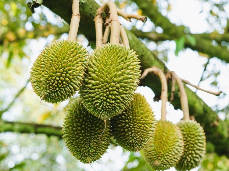 bón phân cho sầu riêng giai đoạn nuôi trái
