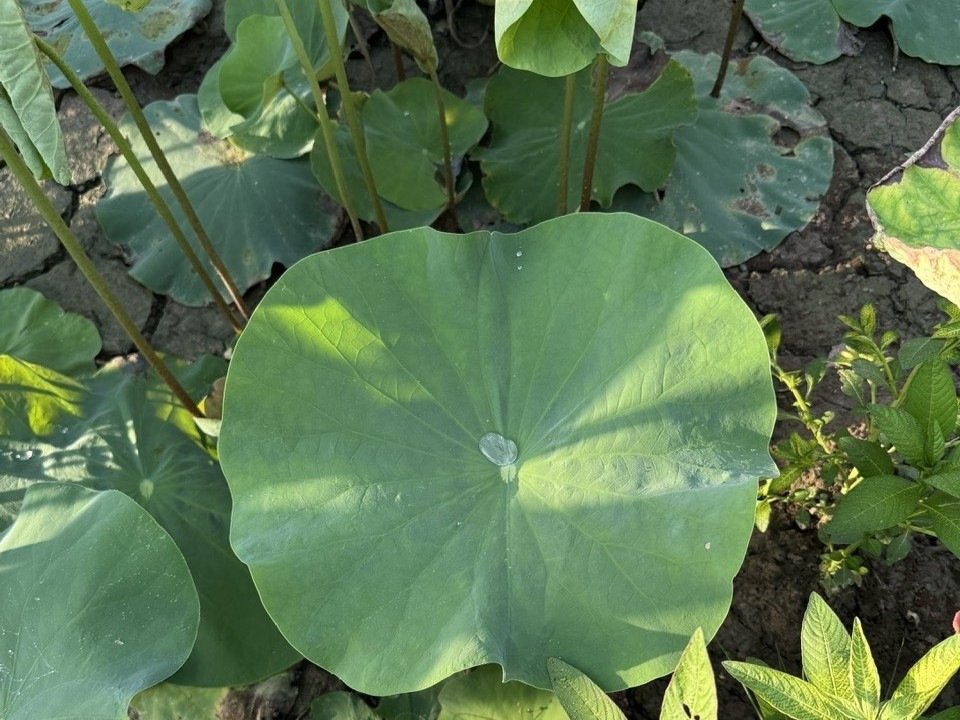 kỹ thuật trồng và chăm sóc sen