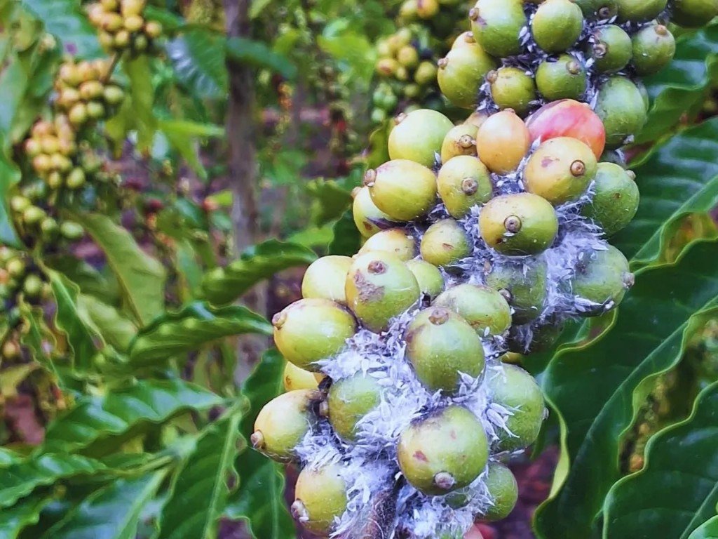 Rệp sáp hại cà phê