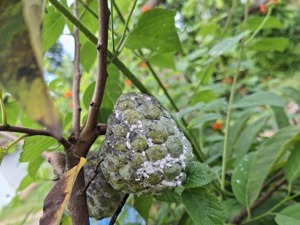 Rệp sáp hại na