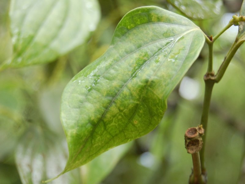 Bệnh rụng lóng chết dây ở cây hồ tiêu