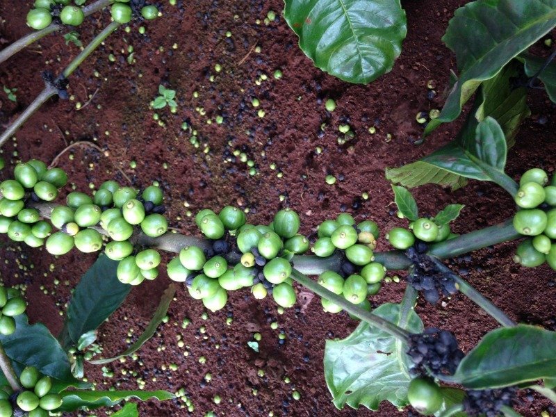 Bệnh rụng trái trên cây cà phê
