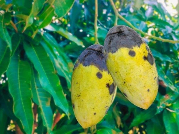 Bệnh thán thư hại xoài